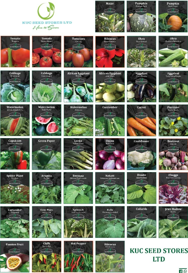 Overview of KUC crop varieties