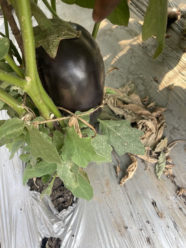 Eggplant growing on plant