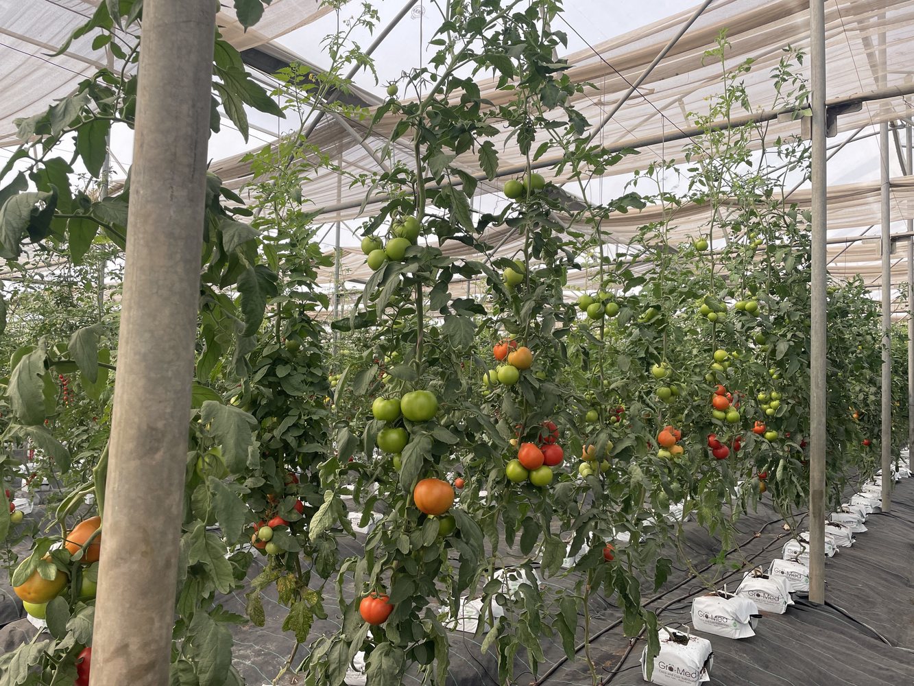 Healthy crops growing under protected cultivation