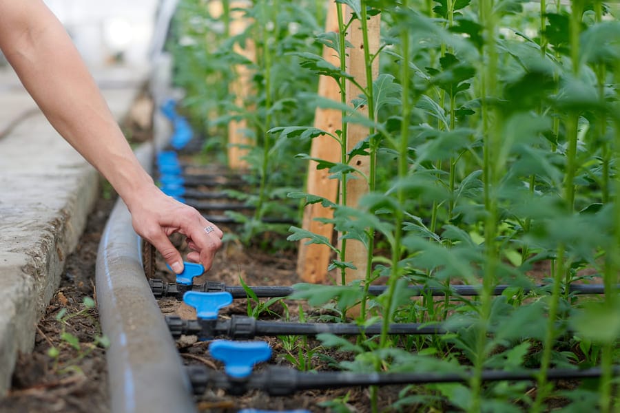 Irrigation lines and solar-supported agricultural system