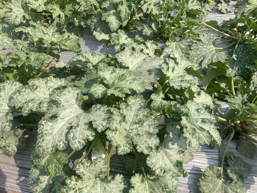 Leafy crop growing in the field