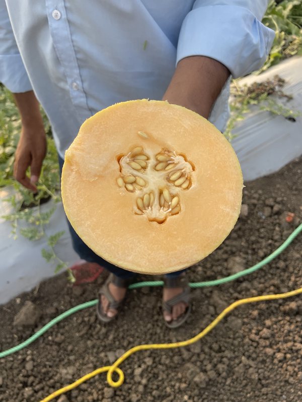 Fresh melon being held after harvest
