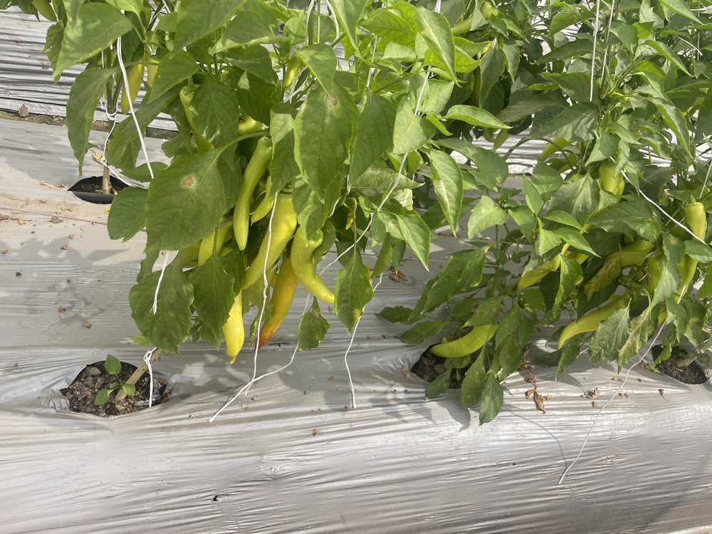 Pepper plants growing inside a protected structure