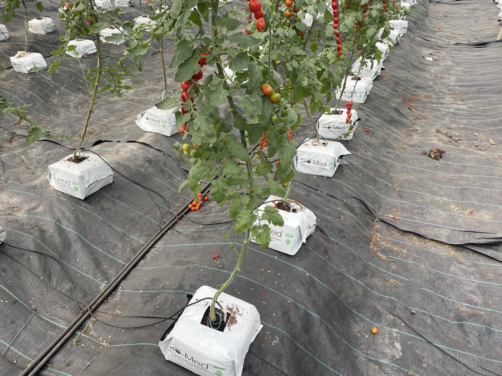 Vegetable crops growing in rows within a greenhouse